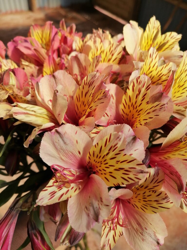 alstroemeria 3