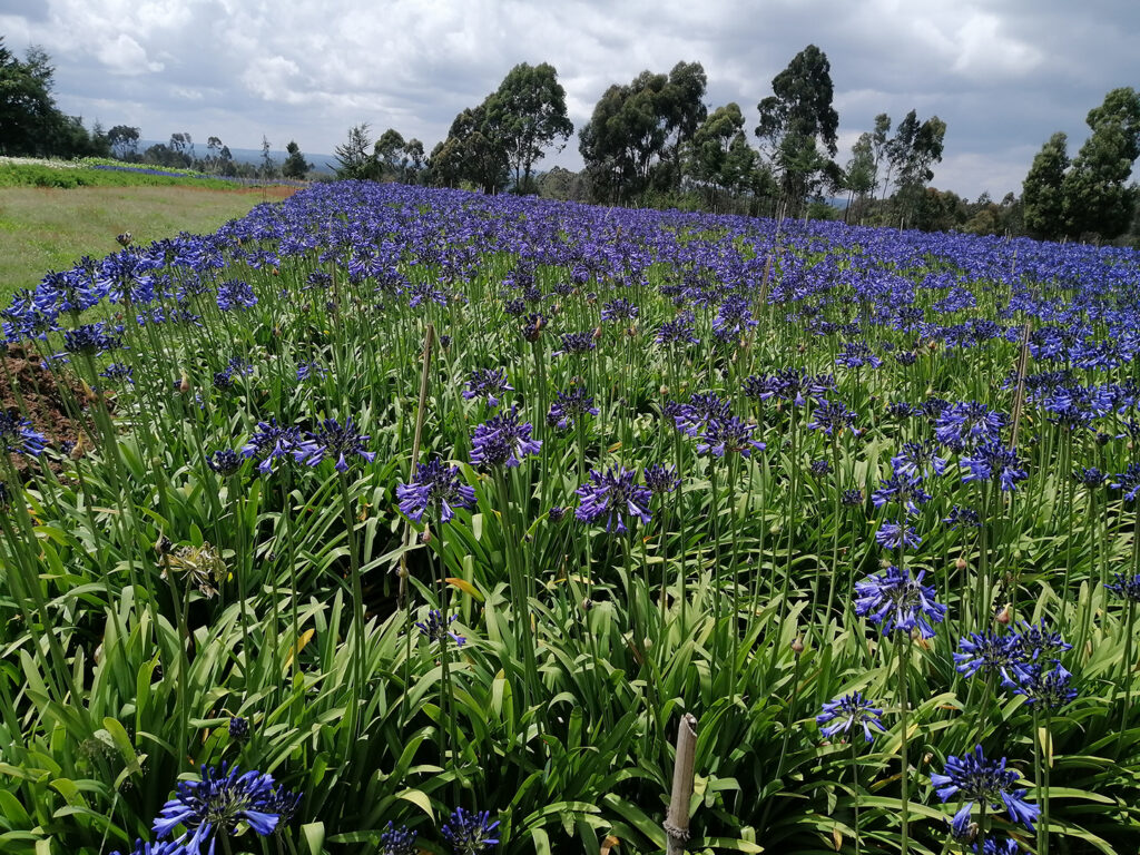 Purple Agapanthus