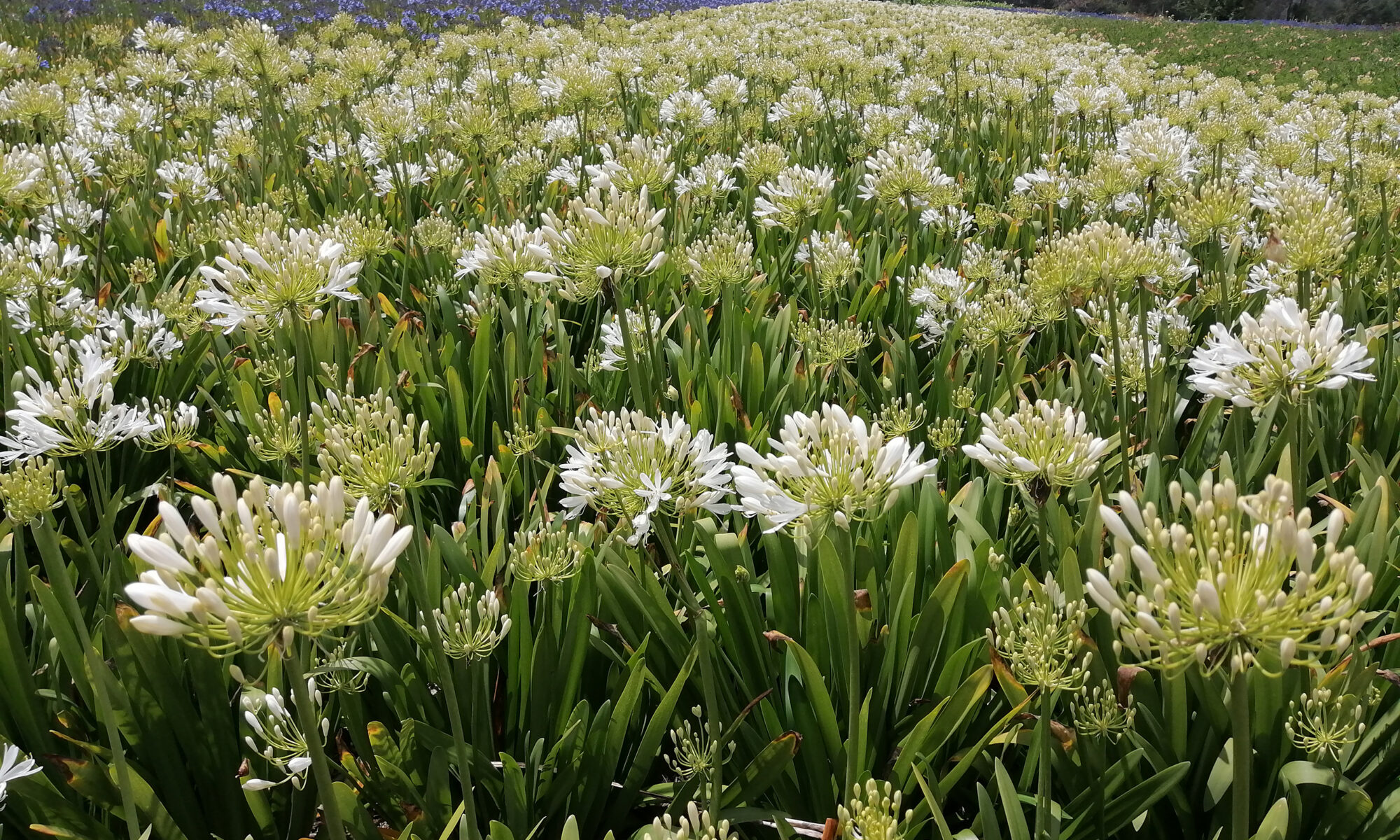 White Agapanhus
