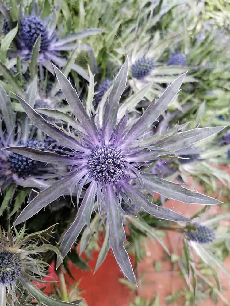 eryngium 2