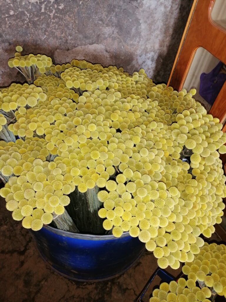 craspedia