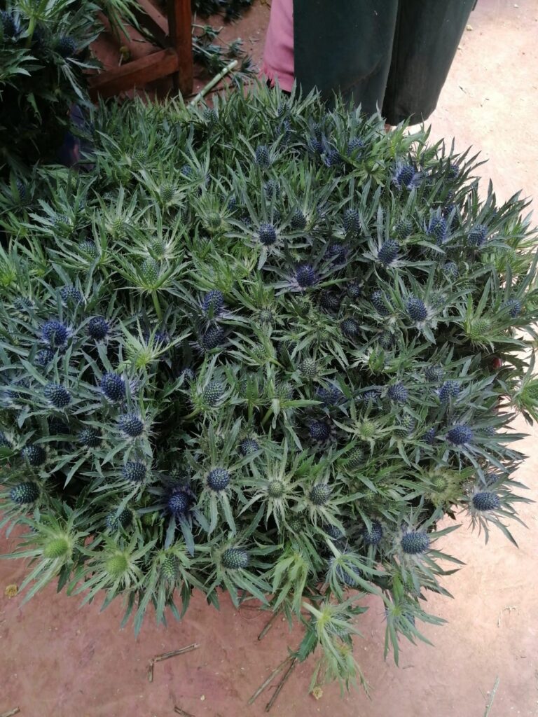 eryngium 1